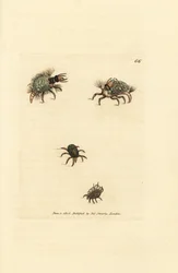 Larva of the Hemerobius (lacewing) clothed in lichen, with mite, Acarus amictus and little basket mite, Acarus corbicula