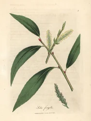 Leaves and Catkins of the Crack Willow Tree