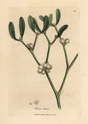 Leaves and white berries of mistletoe, Viscum album