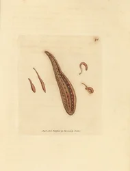 Leech, Hirudo circulans