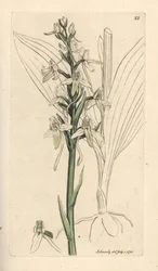 Lesser Butterfly Orchis, Platanthera bifolia