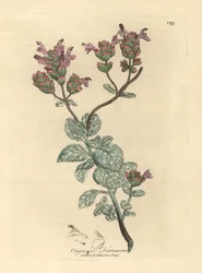 Lilac flowered dittany of Crete, Origanum dictamnus