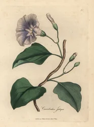 Lilac Flowered Jalap Bindweed, Convolvulus jalapa