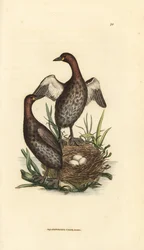 Little grebe, Tachybaptus ruficollis (Small black-chinned grebe, Colymbus hebridicus?). Pair on nest with three eggs. Handcoloured copperplate engraving by James Sowerby from The British Miscellany, or Coloured figures of new, rare, or little known animal