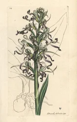 Lizard orchid, Himantoglossum hircinum. Handcoloured copperplate engraving after an illustration by James Sowerby from James Smith