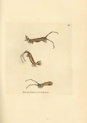 Long-horn isopod, Astacilla longicornis