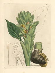 Long-rooted turmeric, Curcuma longa
