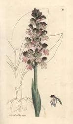 Military Orchis, Orchis militaris (Orchis warrior)