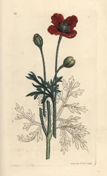 Mongrel Poppy or Round Pricklyhead Poppy, Papaver hybridum (Handcoloured copperplate engraving)