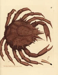 Norway King Crab or Northern Stone Crab, Lithodes maja