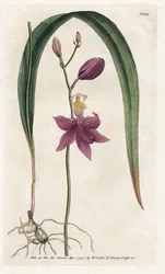 Orchid: calopogon tuberus (Lithography by James Sowerby, from William Curtis
