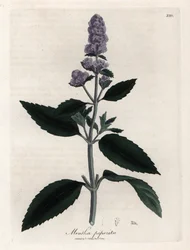 Peppermint