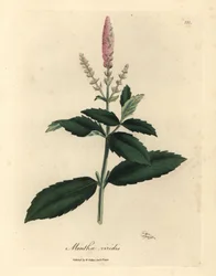 Pink flowered spearmint, Mentha viridis