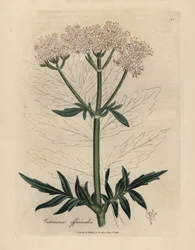 Pink Flowered Valerian, Valeriana Officinalis