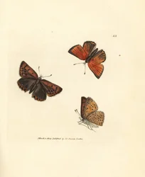 Pure-edged Copper Butterfly (Handcoloured Copperplate Engraving by James Sowerby from The British Miscellany)