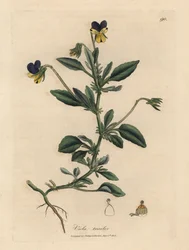 Purple and yellow pansy, Viola tricolor