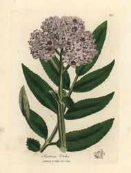 Purple flowered dwarf elder tree, Sambucus ebulus