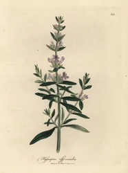 Purple Flowered Hyssop, Hyssopus officinalis