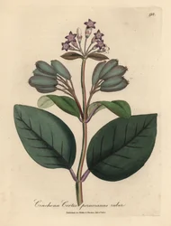 Purple flowered red Peruvian bark tree, Cinchona cortex peruvianus ruber