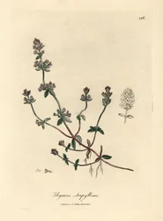Purple flowered wild thyme, Thymus serpyllum