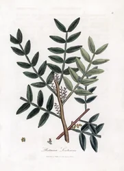 Putty Tree or Lentiscus Pistachio - Putty Tree, Pistacia Lentiscus. Handcoloured Copperplate Engraving from a Botanical Illustration by James Sowerby from William Woodville and Sir William Jackson Hooker