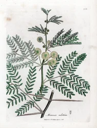 Red Gum - Gum Arabic Tree, Acacia Nilotica. Handcoloured Copperplate Engraving from a Botanical Illustration by James Sowerby from William Woodville and Sir William Jackson Hooker