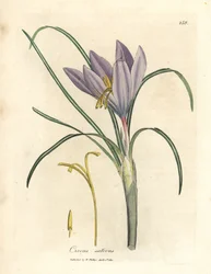 Saffron crocus, Crocus sativus