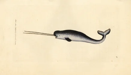 Sea Unicorn or Narwhal, Monodon monoceros