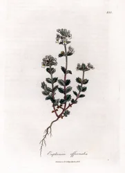Short-sighted Grass - Common Eyebright, Euphrasia officinalis. Handcoloured Copperplate Engraving from a Botanical Illustration by James Sowerby from William Woodville and Sir William Jackson Hooker