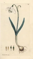 Snowdrop, Galanthus nivalis