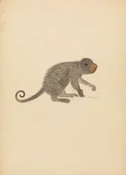 South American Porcupine