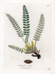 Stemless Astragalus - Stemless Milkvetch, Astragalus Excapus