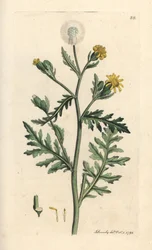 Stinking or Sticky Groundsel, Senecio Viscosus (Viscous Senecon)