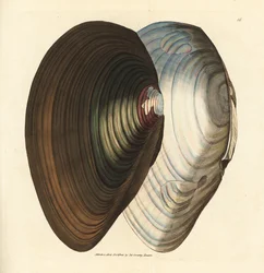 Swan Mussel (Handcoloured Copperplate Engraving by James Sowerby from The British Miscellany)