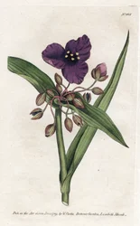 Tradescantia or setcreasee (Lithograph by James Sowerby, from William Curtis