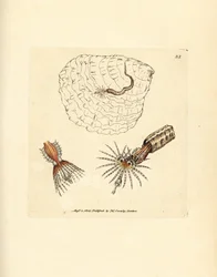 Tube-building annelid fanworm, Spirobranchus triqueter