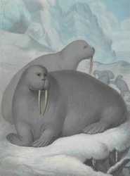 Tusked Walruses