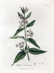Swallowwort, Asclepias vincetoxicum