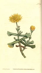 Variete of ficoid - Hatchet-leaved fig marigold, Mesembryanthemum dolabriforme
