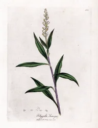 Virginia polygale or milk grass - Senega, Polygala senega