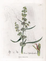 Water Patience or Aquatic Patience - Great water dock, Rumex hydrolapathum
