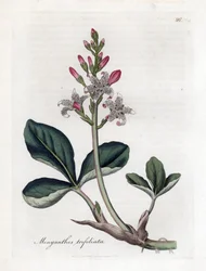 Water trefoil or buckbean, Menyanthes trifoliata