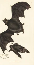 Western Barbastelle Bat (Handcoloured Copperplate Engraving by James Sowerby from The British Miscellany)