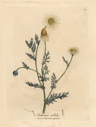 White and yellow flowered camomile, Anthemis nobilis