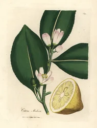 White blossom and ripe fruit segment of the lemon tree, Citrus medica