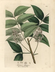 White blossomed mahogany tree, Swietenia mahogani