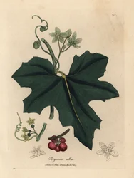 White flowered bryony, Bryonia alba