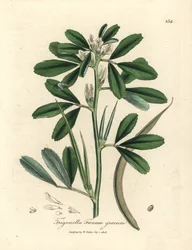 White flowered fenugreek with seed pod, Trigonella foenum graecum