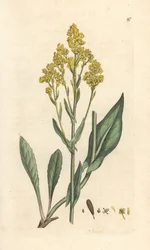 Woad, Isatis tinctoria. Handcoloured copperplate engraving after an illustration by James Sowerby from James Smith