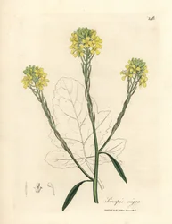 Yellow Flowered Black Mustard, Sinapis nigra